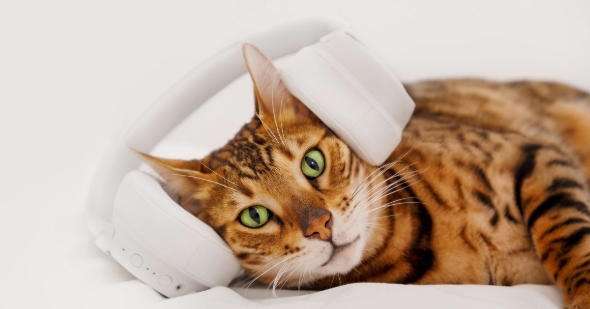 多益900+精選：閱讀測驗中最常出現的單字與用法