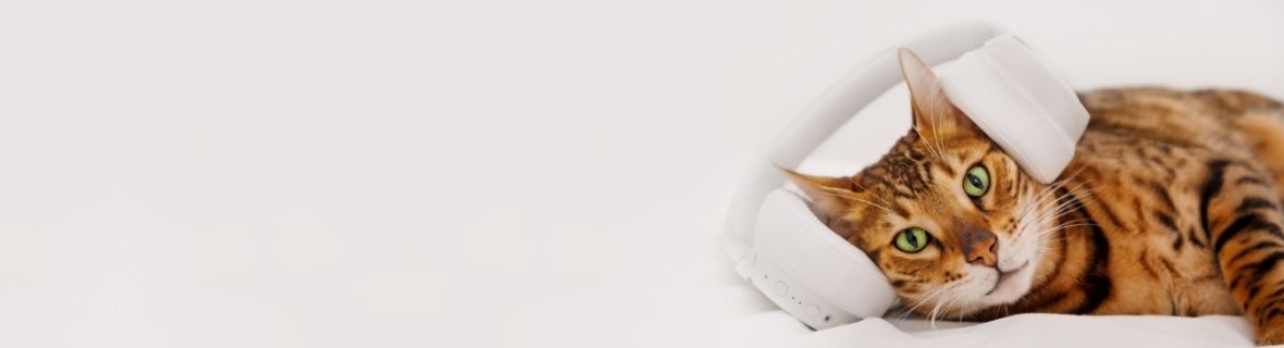 多益900+精選：閱讀測驗中最常出現的單字與用法